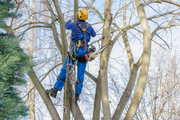 How Our Tree Care Process Works  in  Plandome, NY