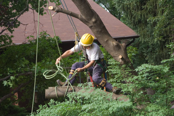 Lawn Renovation and Restoration in Plandome, NY