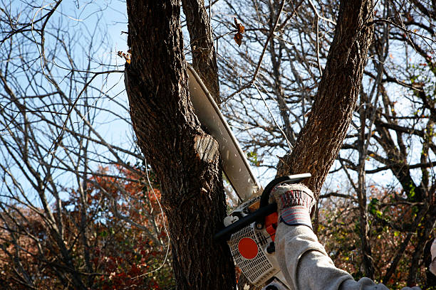 Professional Tree Care in Plandome, NY